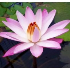 N. CHARLES TICKER N. CHARLES TICKER